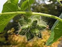 Concombre grimpant, Echinocystis lobata (fam Cucurbitacees) (Am. du nord) (4) (Photo F. Mrugala)